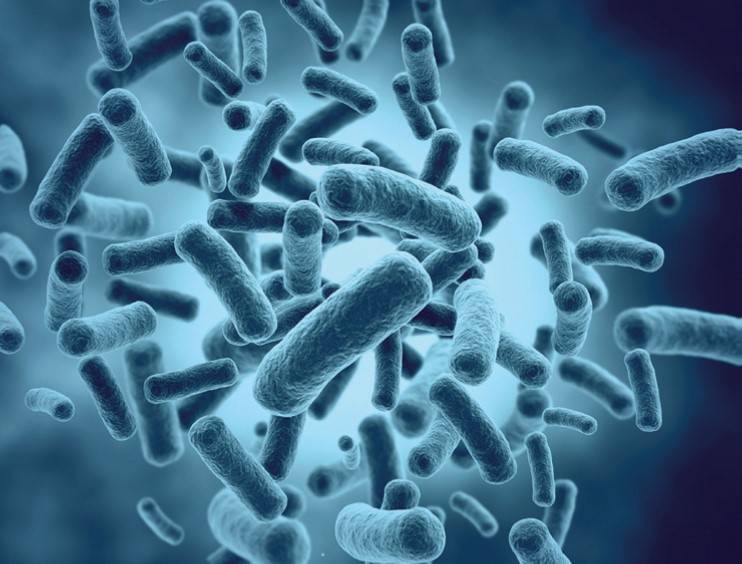 Bactérie à l'échelle microscopique