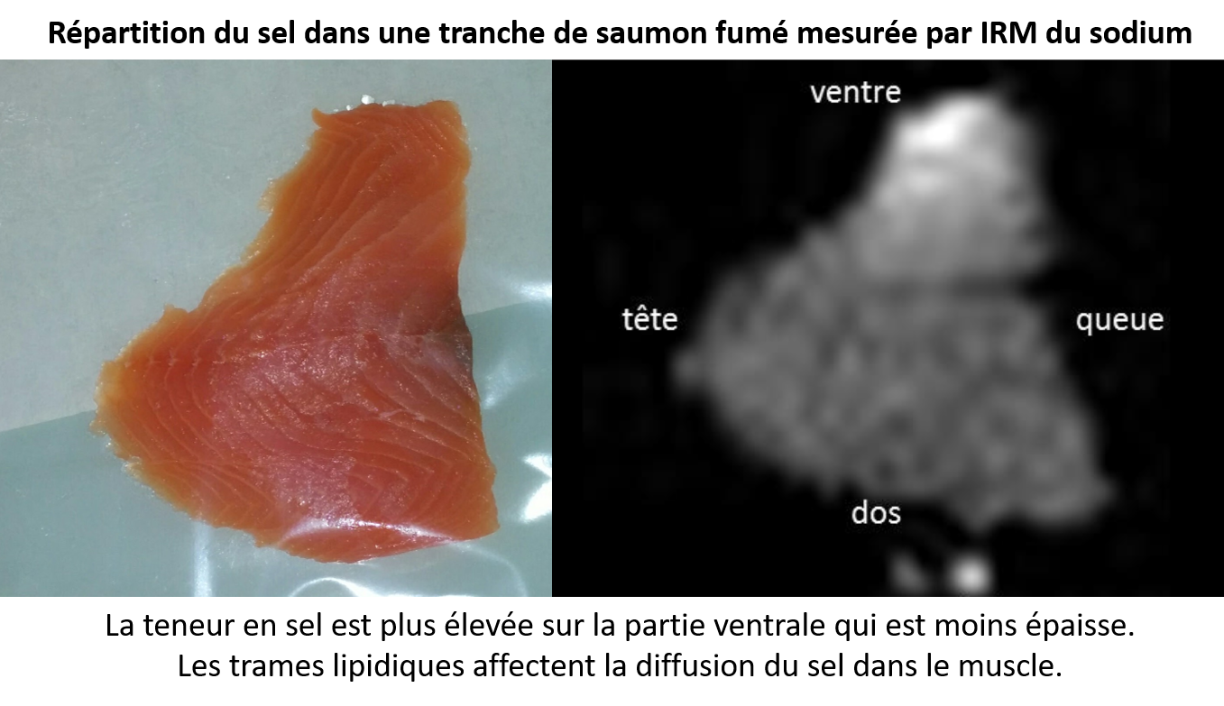 Répartition du sel dans une tranche de saumon fumé