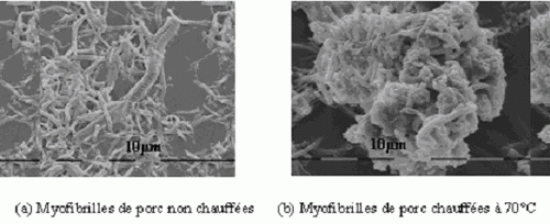 myofibrilles de porc non chauffées et chauffées
